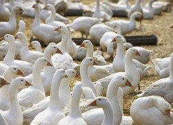 臨沂“后禽流感”