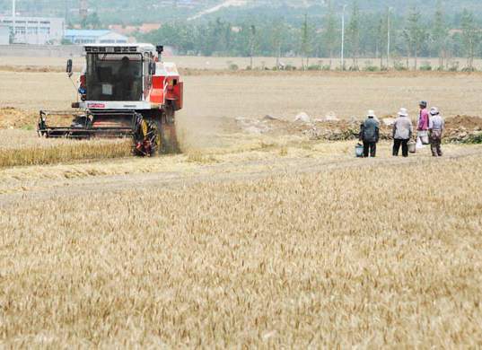 臨沂9700多臺(tái)收割機(jī)上陣 確保夏糧顆粒歸倉