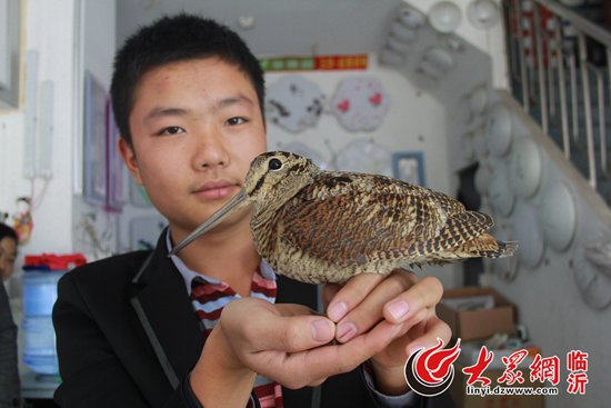 臨沂：長嘴鳥店鋪散步 原是國家二級(jí)保護(hù)動(dòng)物