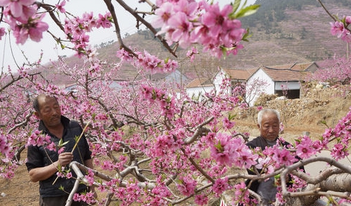 65萬畝蒙陰蜜桃擠進(jìn)高端市場(chǎng)