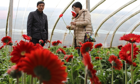 2億支臨沂非洲菊供應(yīng)全國