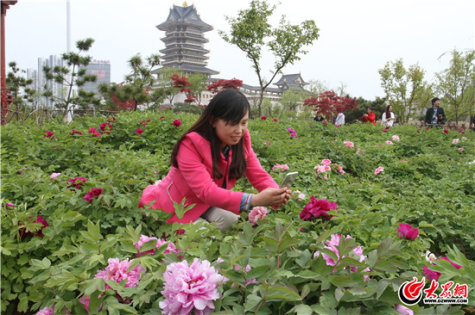 你想去看看嗎？園博園牡丹五一可達盛花期