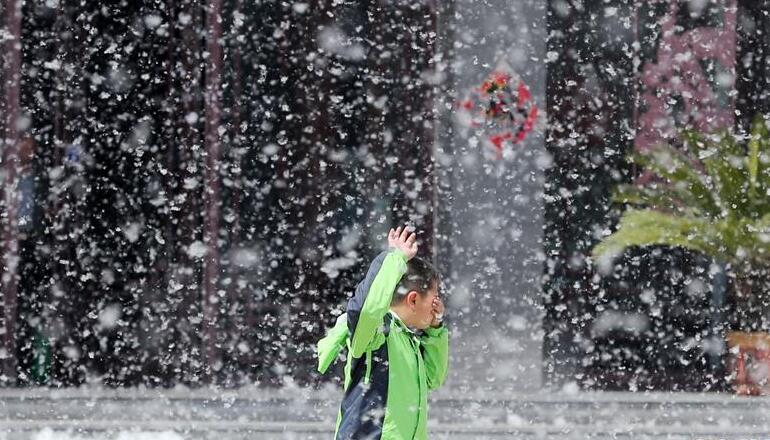 楊絮紛飛 四月“飄雪”