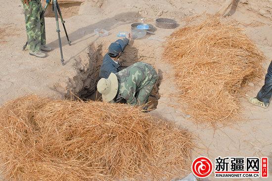 新疆出土公元前小麥 部分麥穗完整呈金黃色(圖)