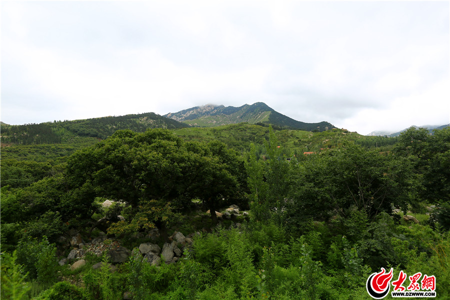 19柏林鎮(zhèn)，古代柏樹林立，因此得名，在臨沂市區(qū)西北、蒙山之南，蒙山其自然環(huán)境和生態(tài)條件賦予蒙山為世界養(yǎng)生長壽圣地。.jpg