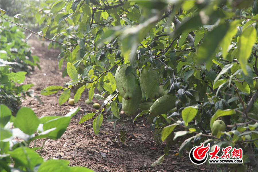 1位于臨沂經(jīng)濟技術開發(fā)區(qū)的沂州木瓜研究所試驗田.jpg