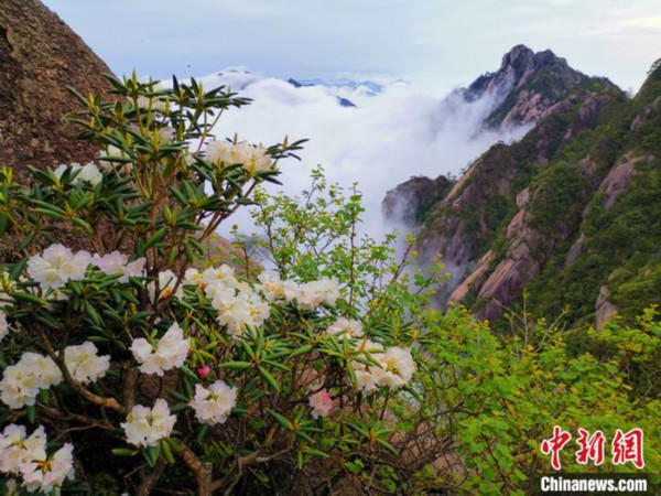 黃山杜鵑盛開：深紅淺白斗云霞