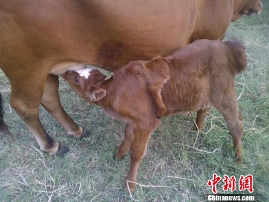 湖北枝江一初生牛犢長了5條腿 第5條腿在背上