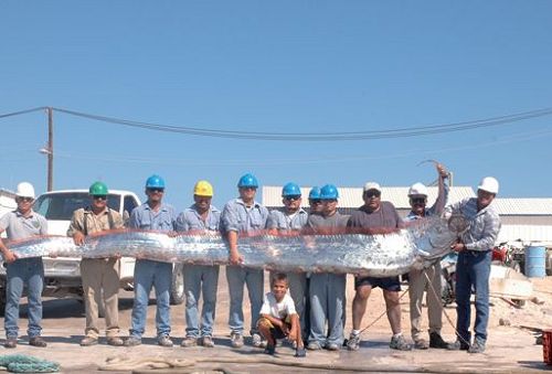 美國加州海岸現(xiàn)6米長帶魚 當(dāng)?shù)鼐用褚暺錇椤褒埖幕怼? complete=