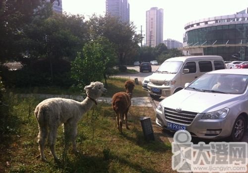 “神獸”羊駝萌態(tài)十足 傳為土豪新寵