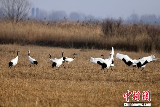 東方白鸛等珍稀候鳥黃河三角洲忙筑愛(ài)巢